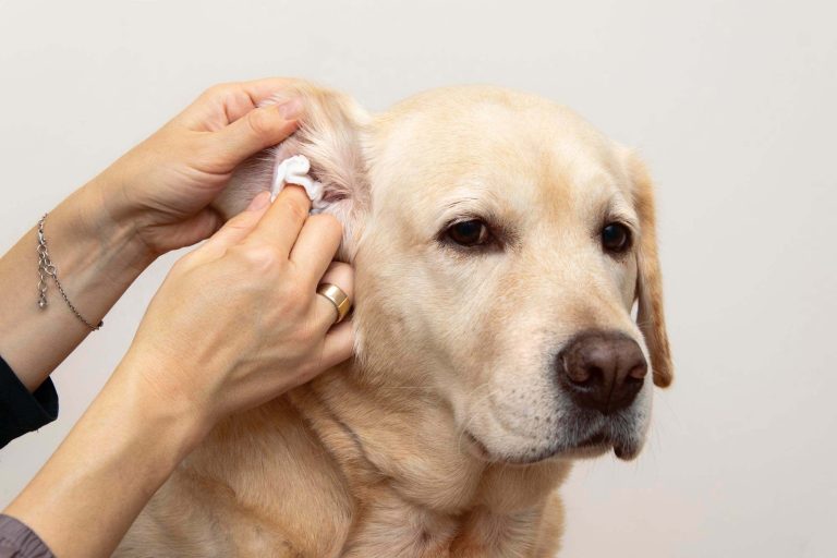 how-to-clean-dog-ears